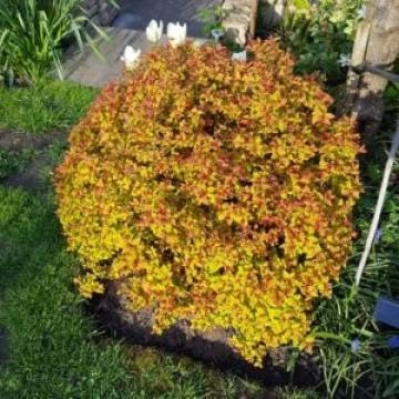 Planta Cununita roz-rosiatica de 35-45cm la ghiveci 2L
