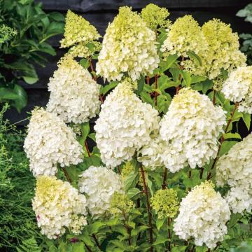 Planta Hortensie alba Polar Bear de 25-40 cm ghiveci de 2L