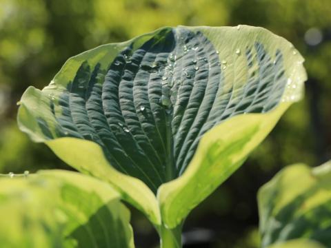 Planta Hosta American Halo 20-30cm la ghiveci mare de la Plante Si Flori Srl