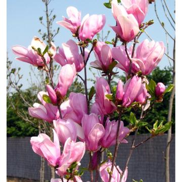Planta Magnolie George Henry Kern de 15-25cm de la Plante Si Flori Srl