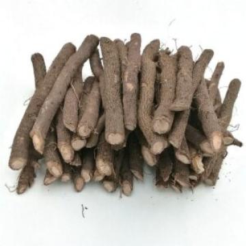 Radacini (Drajoni) de paulownia Tomentosa
