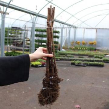 Zmeur Cayuga de 40-50cm de la Plante Si Flori Srl