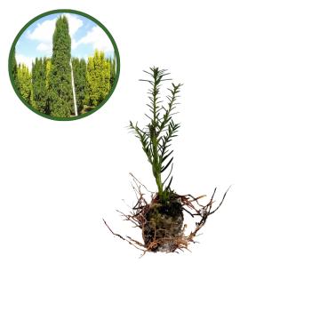 Puiet Taxus Baccata 10cm de la Plante Si Flori Srl