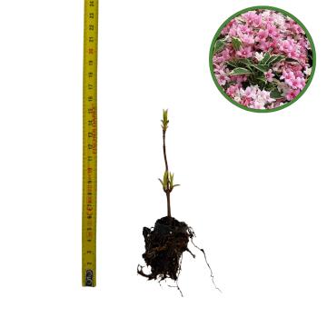 Puiet Weigela Florida Variegata 10cm de la Plante Si Flori Srl