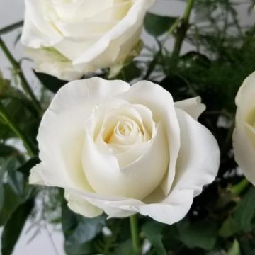 Trandafir Akito alb de la Plante Si Flori Srl