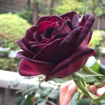 Trandafir Teahibrid Black Magic de 25-30cm de la Plante Si Flori Srl