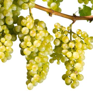 Vita de vie Bianca de 10-15cm la ghiveci 0.7L de la Plante Si Flori Srl