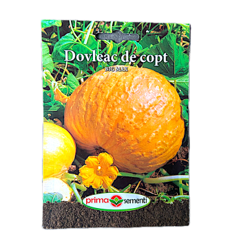Seminte dovleac de copt Big Max 3 gr, Prima Sementi