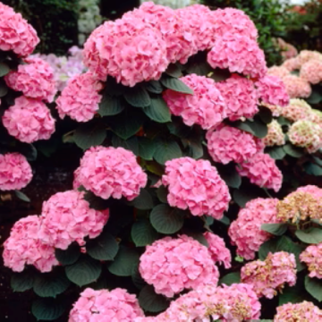 Arbust ornamental (Hortenisa) Hydrangea M. Rosita