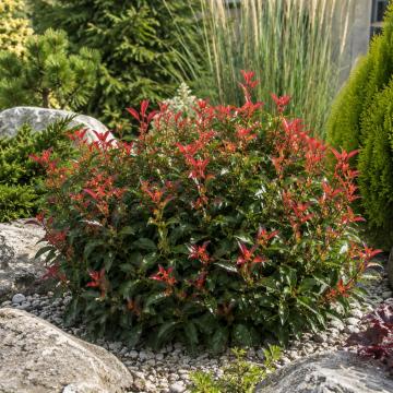 Arbust ornamental Photinia Fraseri Little Fenna de la Flor Center Srl